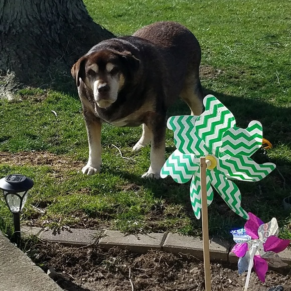 I have a pet friendly home! - Picture 2 of 8